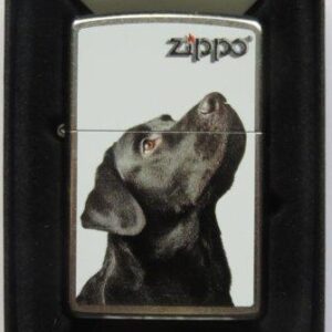 Black Labrador